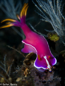 Hypselodoris bullockii with Imperator shrimp on the head 
 by Beate Seiler 